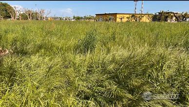 Taglio Erba per Animali