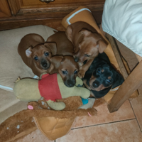 Disponibile una femminuccia di pincher