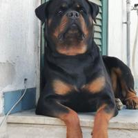 Rottweiler per monta
