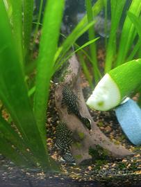 Ancistrus