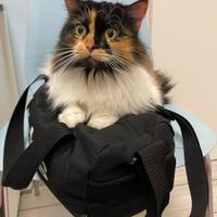 Gatta tricolore pelo lungo