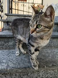 Gattina adulta