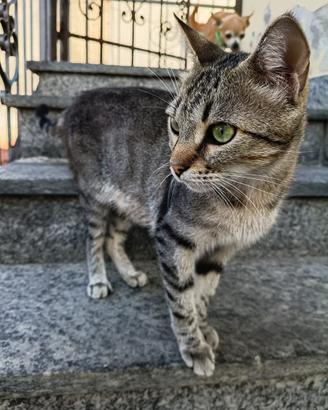Gattina adulta