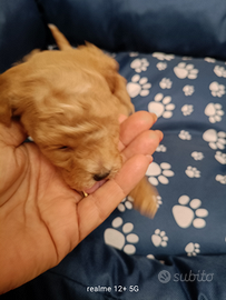 Maltippp pronta dal 17 genn