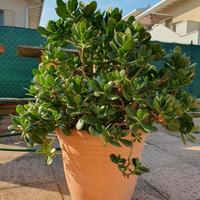 Crassula Ovata alta 70 cm