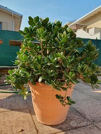 Crassula Ovata alta 70 cm