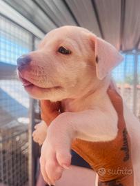 Pitbull red nose