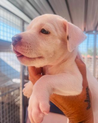 Pitbull red nose