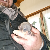 Cucciolo di pinscher toy maschio