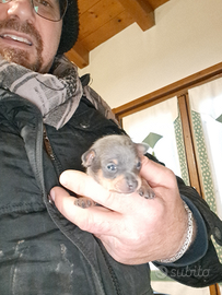 Cucciolo di pinscher toy