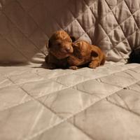 Cuccioli di barboncino