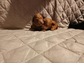 Cuccioli di barboncino