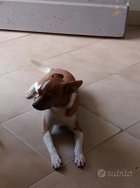 Cucciolo di 8 mesi incrocio chiwawa e jack