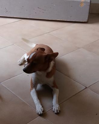 Cucciolo di 8 mesi incrocio chiwawa e jack