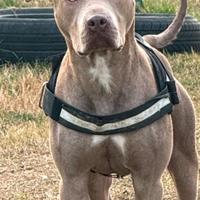 Maschio pitbull disponibile per monta