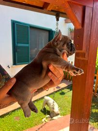 Bulldog francese
