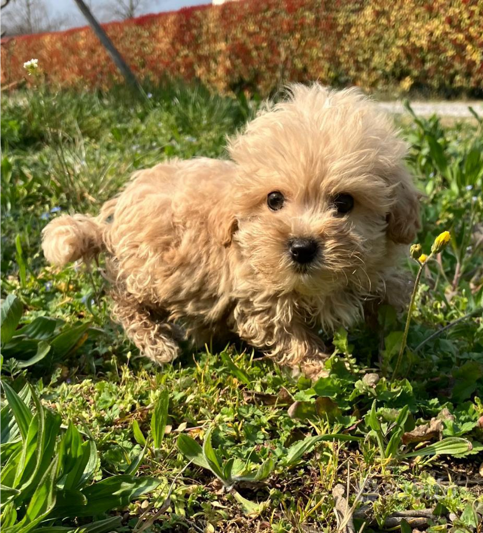 MALTIPOO MINI Anche a rate Animali In vendita a Verona