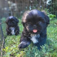Shih-tzu cuccioli Neri