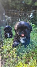 Shih-tzu cuccioli Neri