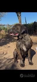 Cane corso