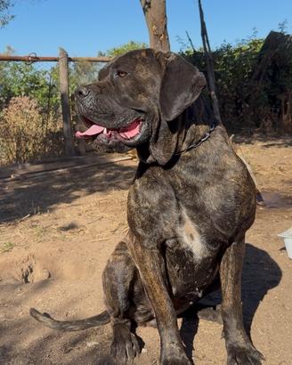 Cane corso