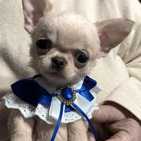 Chihuahua mini toy