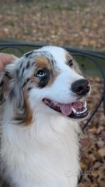 Cuccioloni Australian shepherd/Pastore australiano