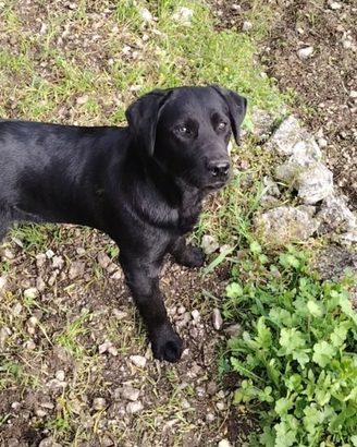 Labrador