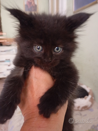 Maine Coon -Back in Black want my babe back