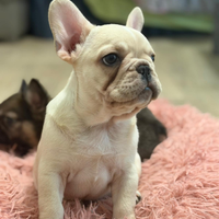 Cucciola di bulldog francese