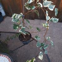 Edera Canariensis Glorie de Marengo