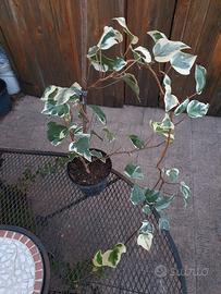 Edera Canariensis Glorie de Marengo