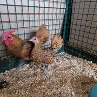 Sebright oro orlo nero - coppia gallo+gallina nana