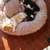 Cuccioli bassethound