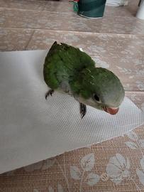 Pappagallo