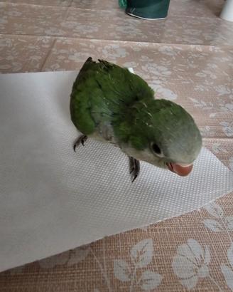 Pappagallo