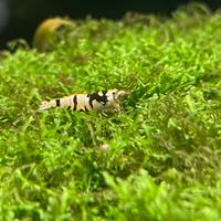 Caridine galaxy black