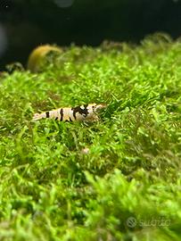 Caridine galaxy black