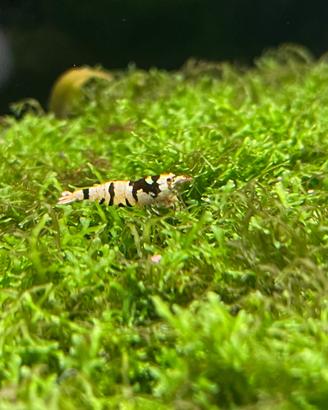 Caridine galaxy black