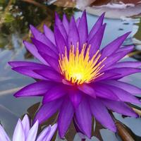 Ninfea Isg DETECTIVE ERIKA