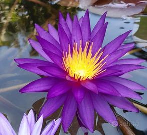 Ninfea Isg DETECTIVE ERIKA