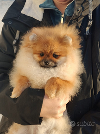 Volpino di Pomerania