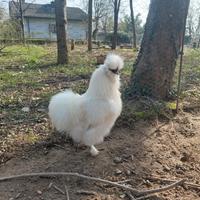 Gallo razza Moroseta