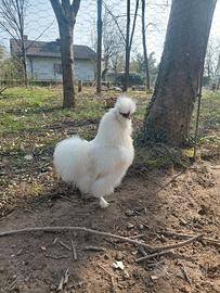 Gallo razza Moroseta