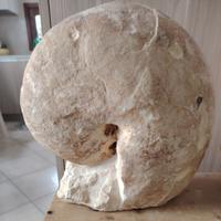 Fossili da museo