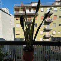 Pianta san severia