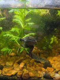 Axolotl femmina