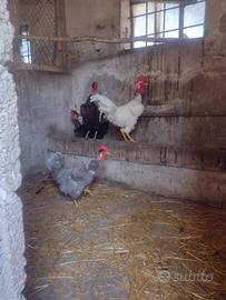 Polli , galline razza collonudo e cuccola
