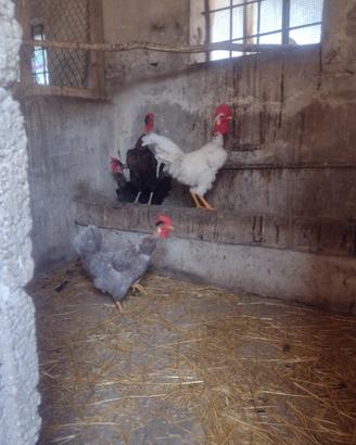 Polli , galline razza collonudo e cuccola