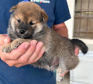 Cuccioli di shiba inu